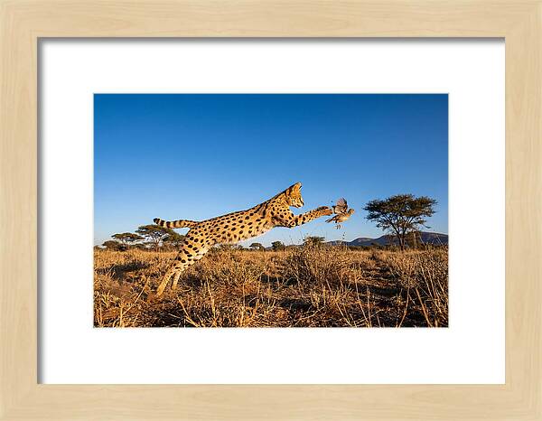 African Servals Aerial Pursuit