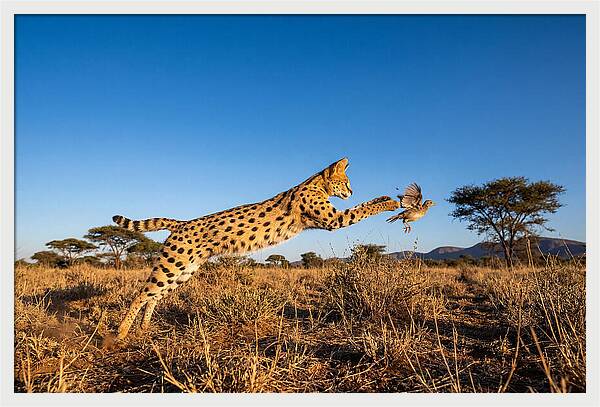 African Servals Aerial Pursuit