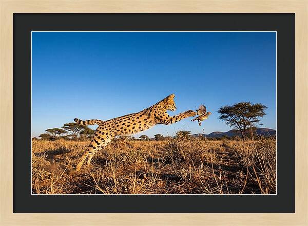 African Servals Aerial Pursuit