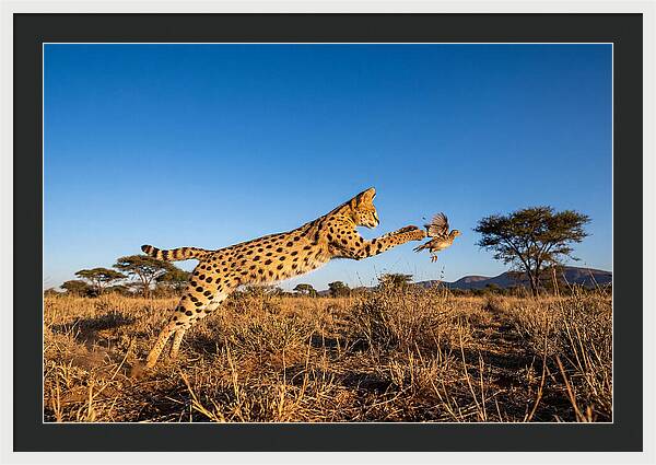 African Servals Aerial Pursuit