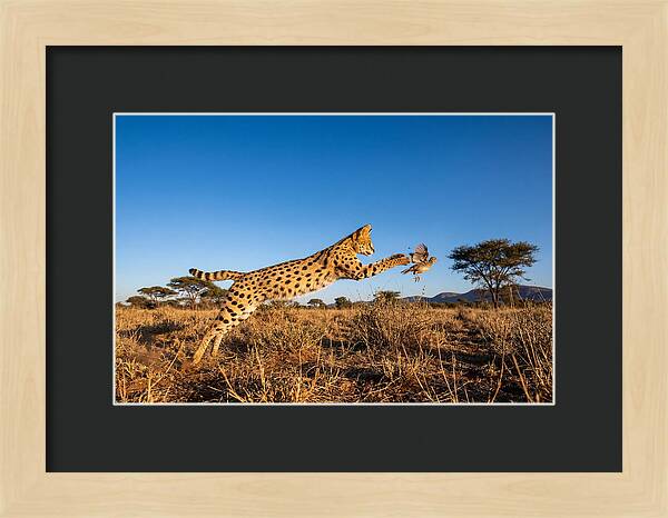 African Servals Aerial Pursuit