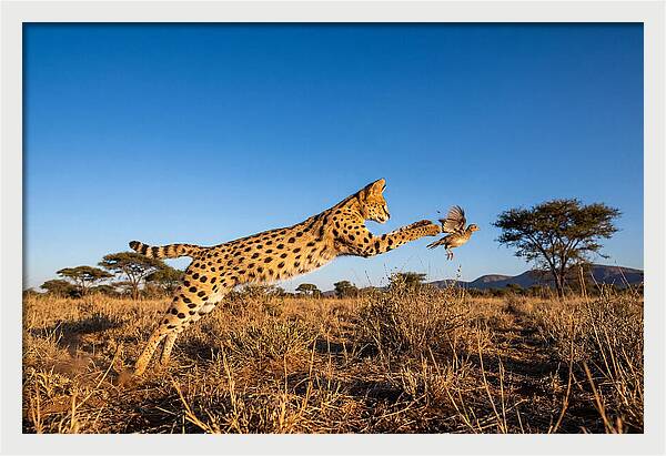 African Servals Aerial Pursuit