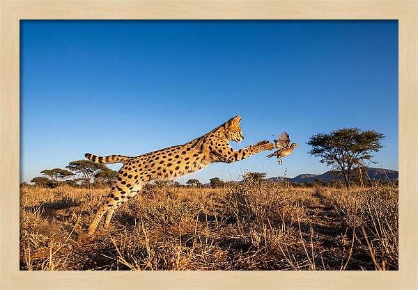 African Servals Aerial Pursuit