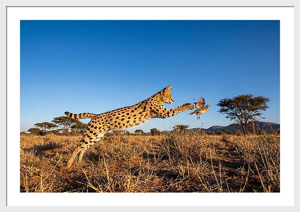 African Servals Aerial Pursuit