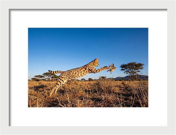 African Servals Aerial Pursuit