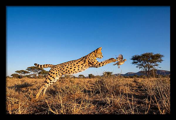 African Servals Aerial Pursuit