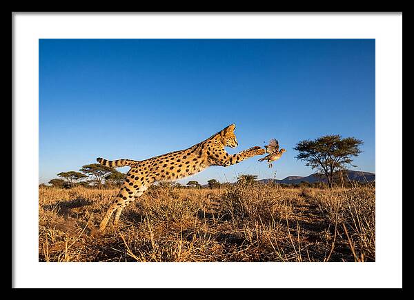 African Servals Aerial Pursuit