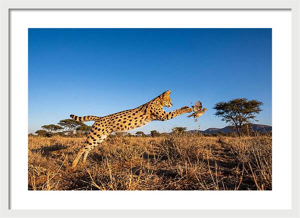 African Servals Aerial Pursuit