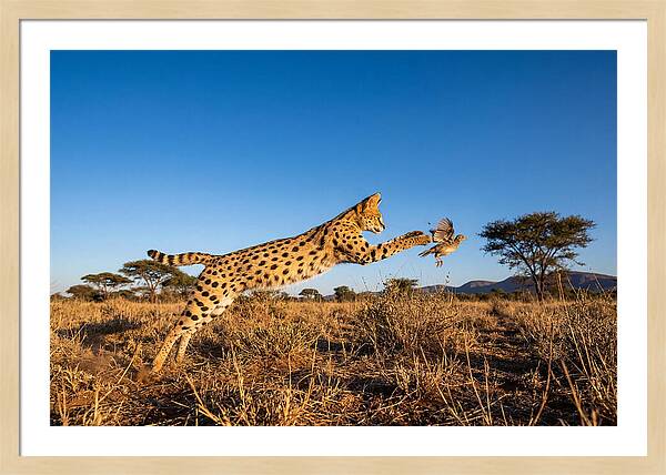 African Servals Aerial Pursuit