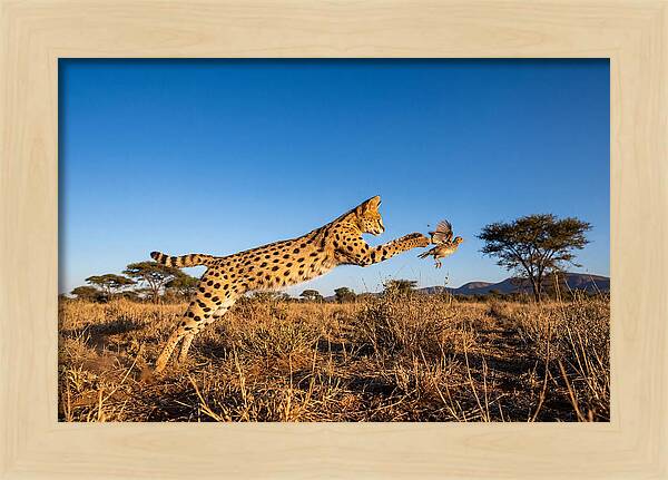 African Servals Aerial Pursuit