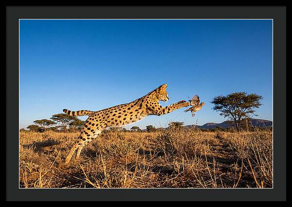African Servals Aerial Pursuit