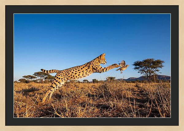 African Servals Aerial Pursuit