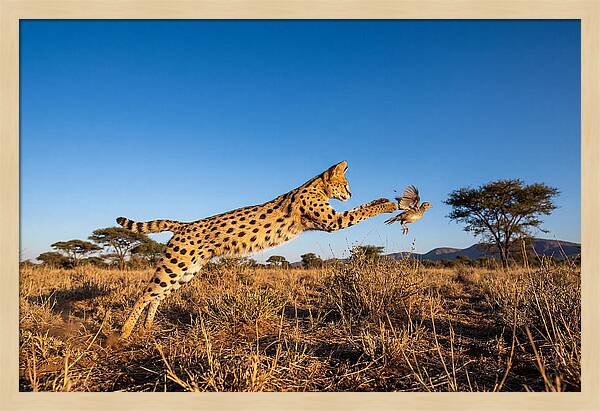 African Servals Aerial Pursuit