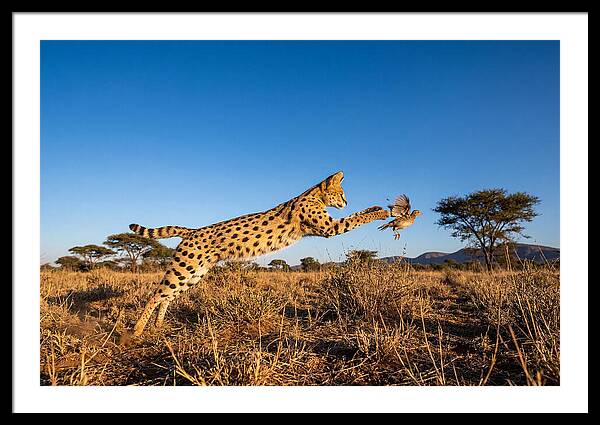 African Servals Aerial Pursuit