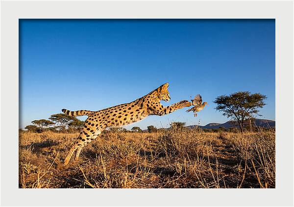African Servals Aerial Pursuit
