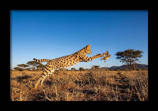 African Servals Aerial Pursuit