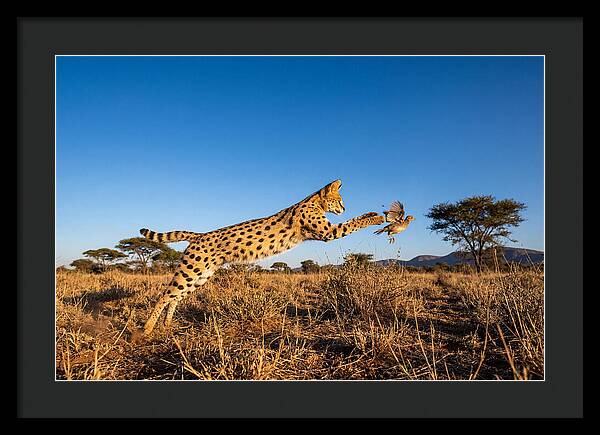 African Servals Aerial Pursuit