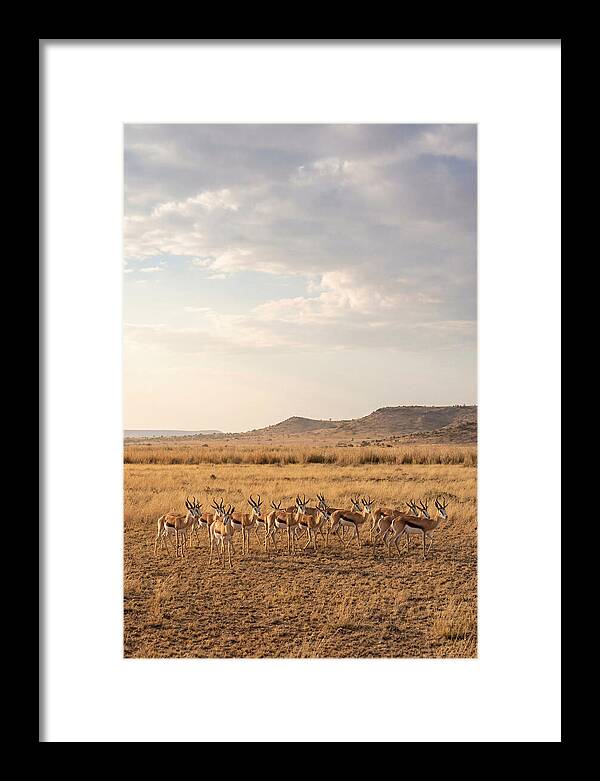African Springbok Herd On Plains