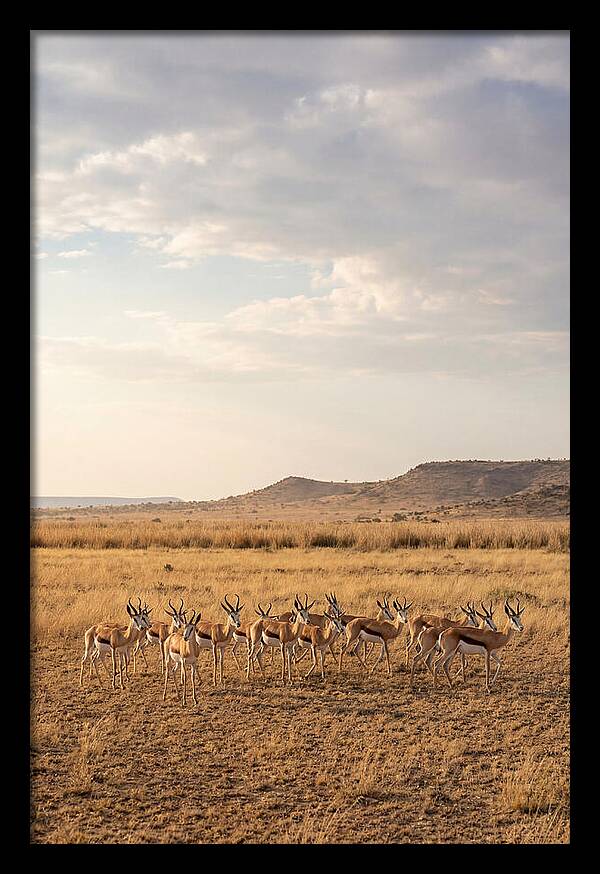 African Springbok Herd On Plains