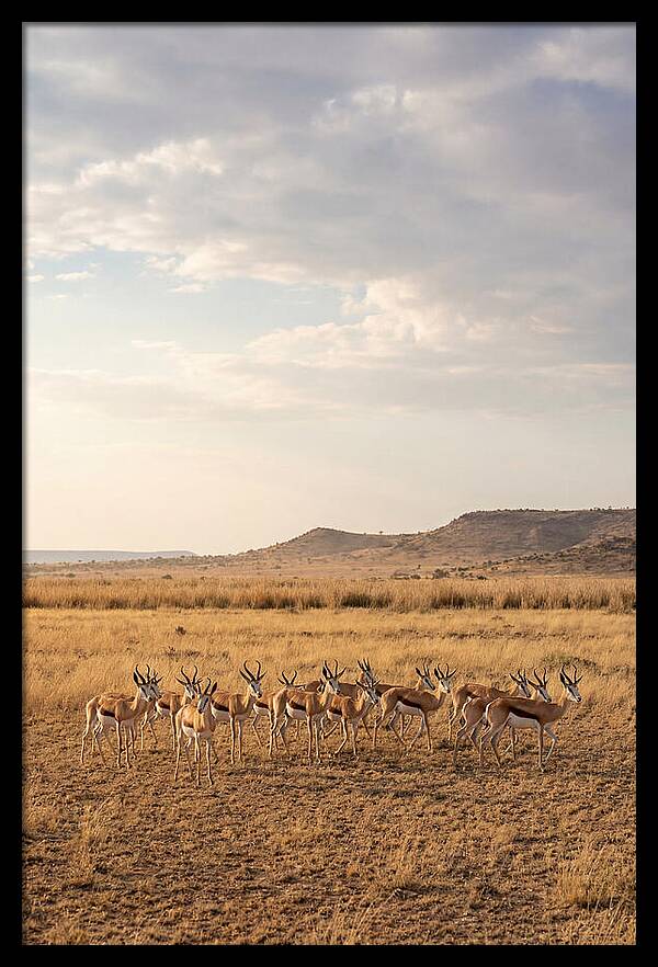 African Springbok Herd On Plains