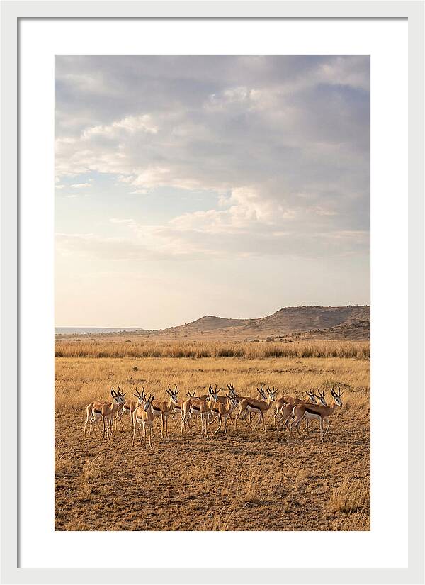 African Springbok Herd On Plains