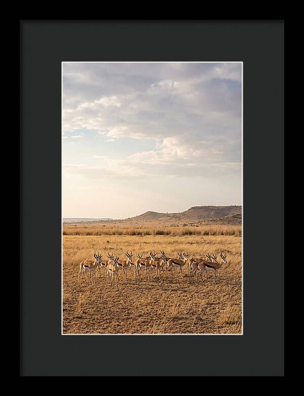 African Springbok Herd On Plains