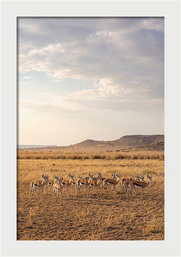African Springbok Herd On Plains