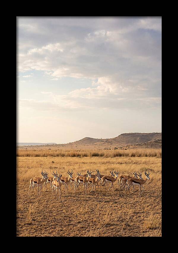 African Springbok Herd On Plains