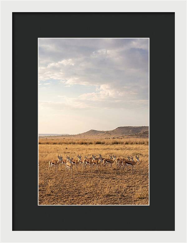 African Springbok Herd On Plains
