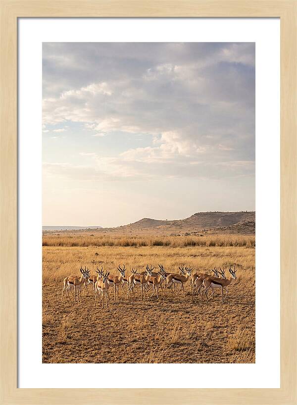 African Springbok Herd On Plains