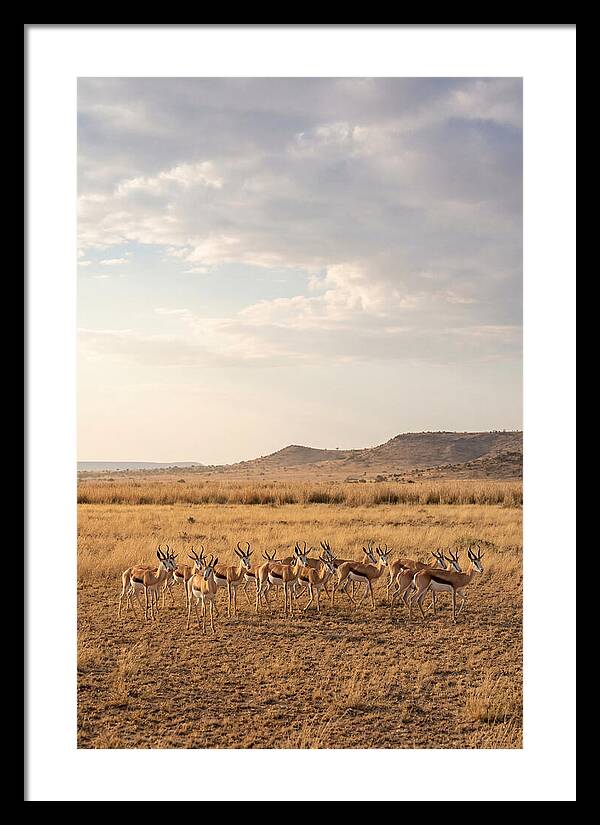 African Springbok Herd On Plains