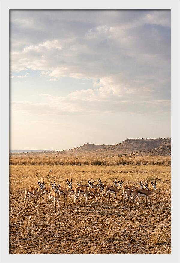 African Springbok Herd On Plains