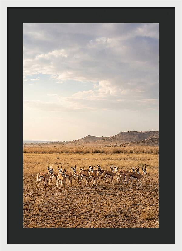 African Springbok Herd On Plains