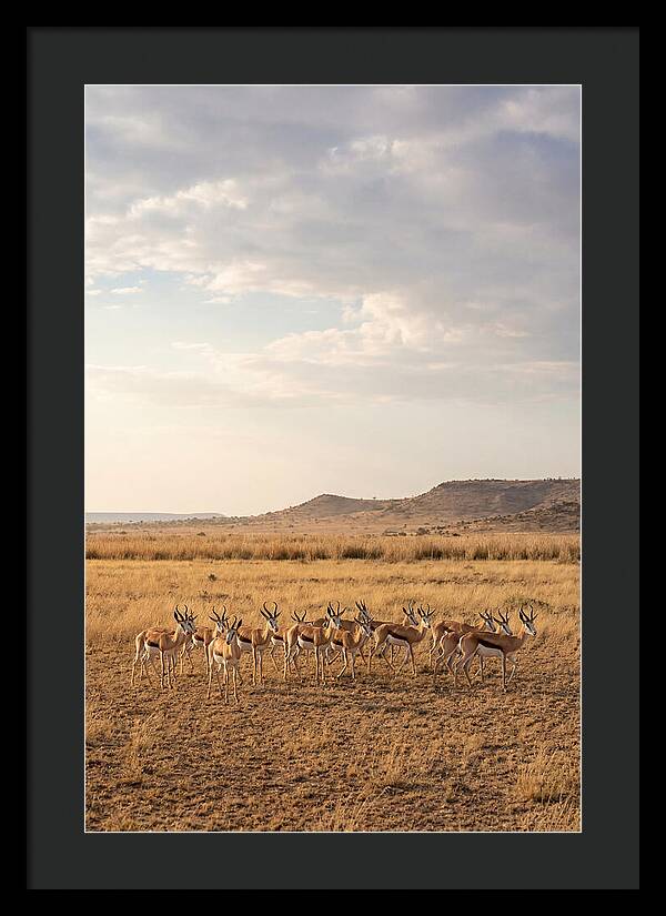 African Springbok Herd On Plains