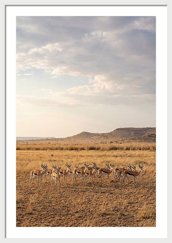 African Springbok Herd On Plains