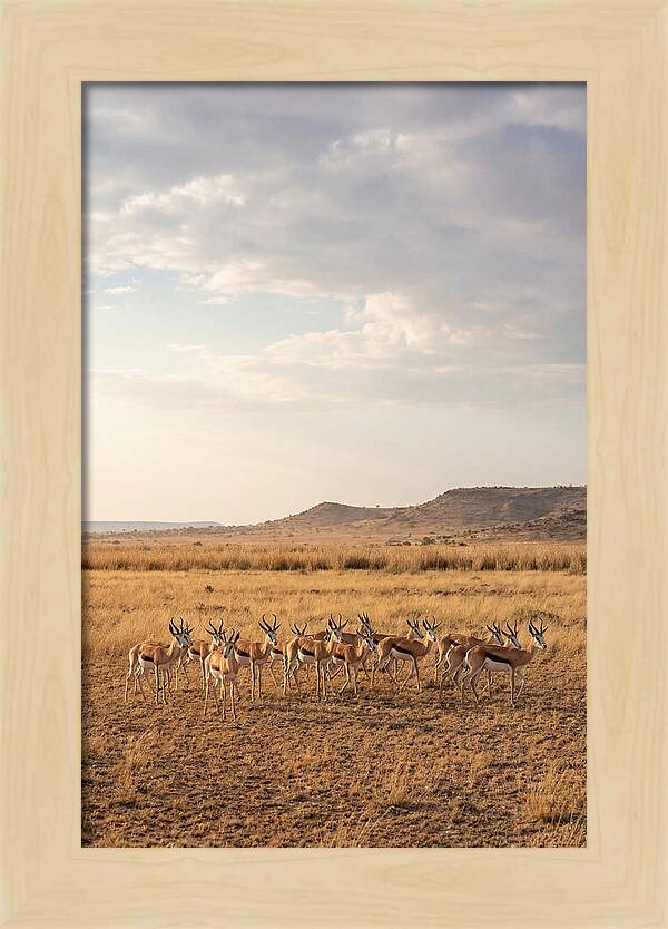 African Springbok Herd On Plains