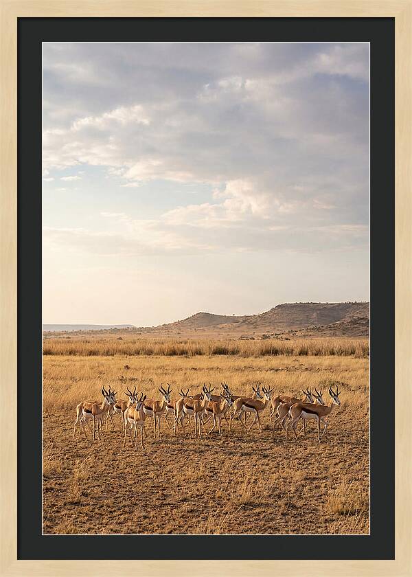 African Springbok Herd On Plains