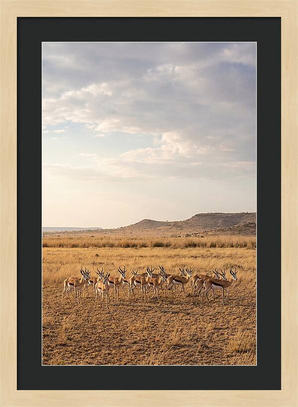 African Springbok Herd On Plains