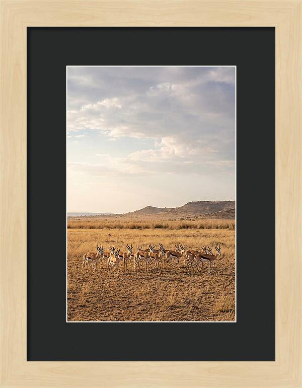 African Springbok Herd On Plains