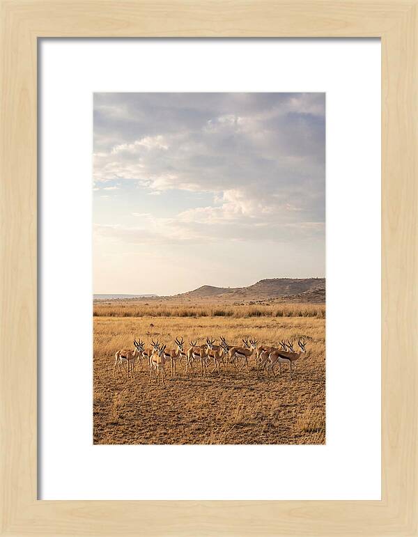 African Springbok Herd On Plains