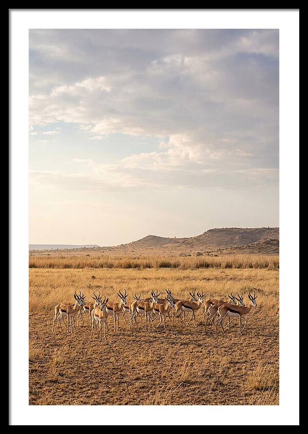 African Springbok Herd On Plains