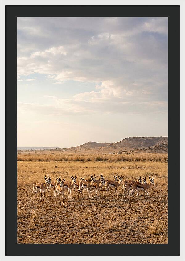 African Springbok Herd On Plains