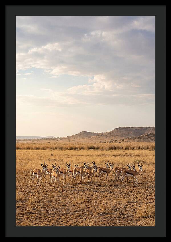 African Springbok Herd On Plains