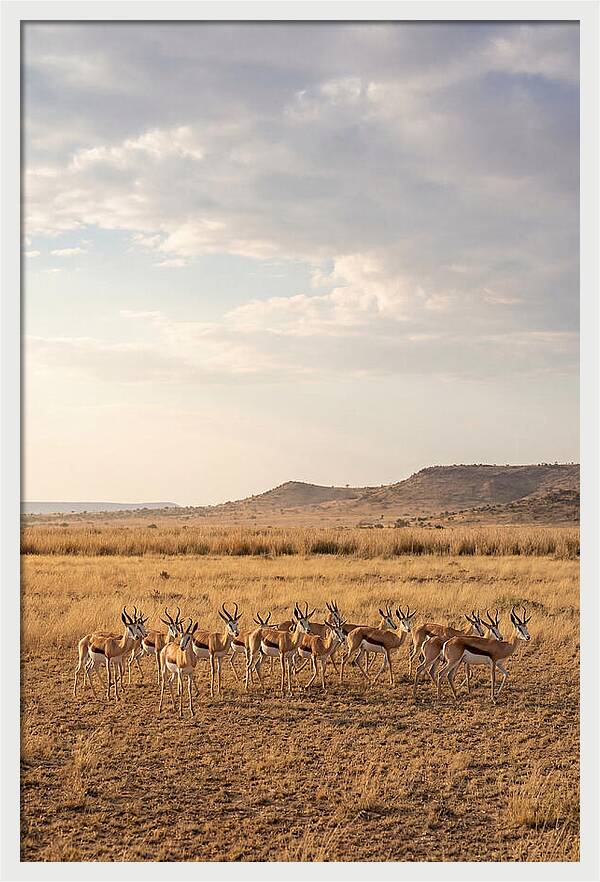 African Springbok Herd On Plains