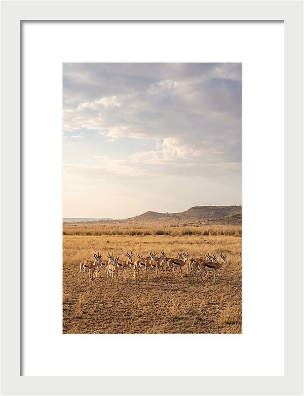 African Springbok Herd On Plains