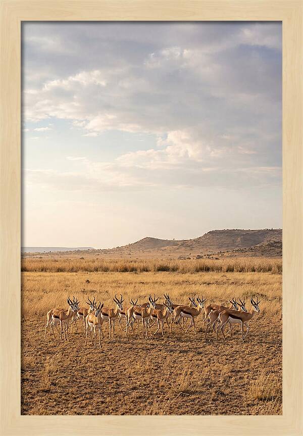 African Springbok Herd On Plains