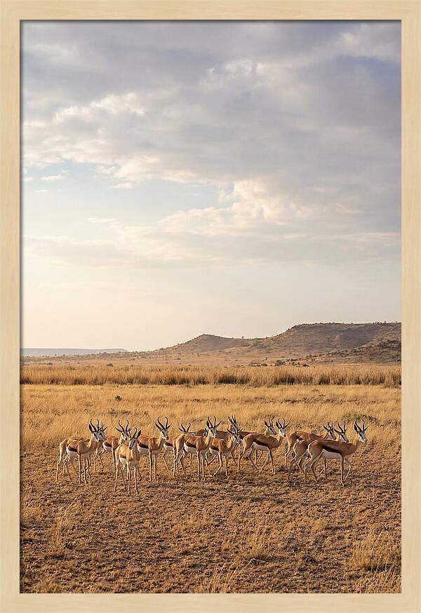 African Springbok Herd On Plains