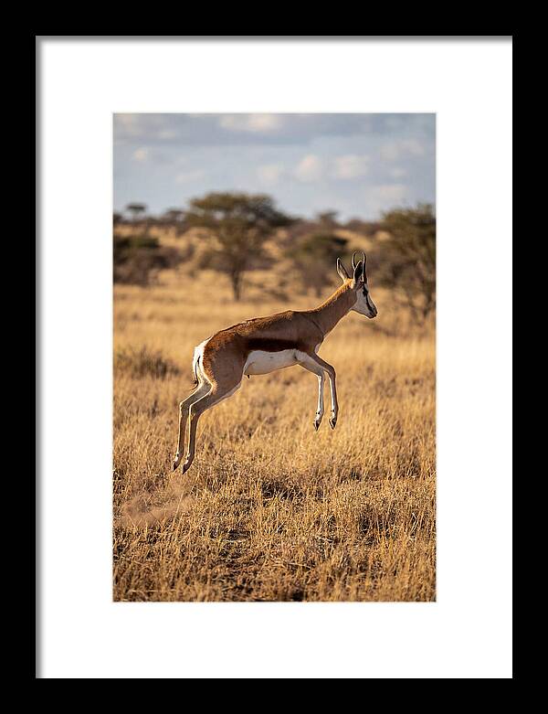 African Springbok In Motion