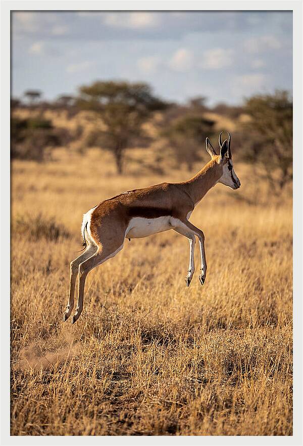 African Springbok In Motion