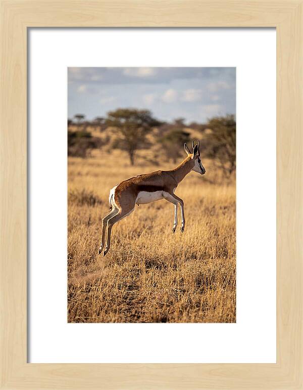 African Springbok In Motion